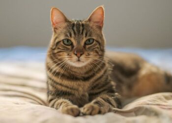 အသံတိတ် လူသတ်သမား