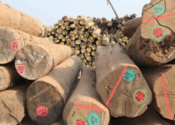 Myanmar Junta to Auction Over 12,000 Tons of Illegal Timber