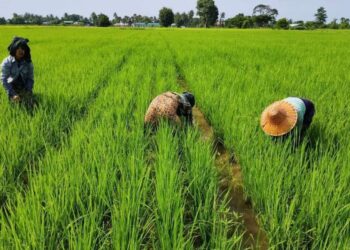 The bleak outlook for Myanmar’s farmers