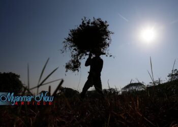 When paddies become battlefields